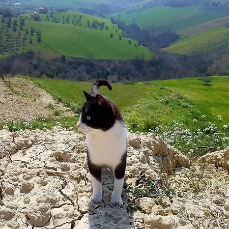 Chalet In Campagna بيت للعطل شيتا سانت أنجيلو