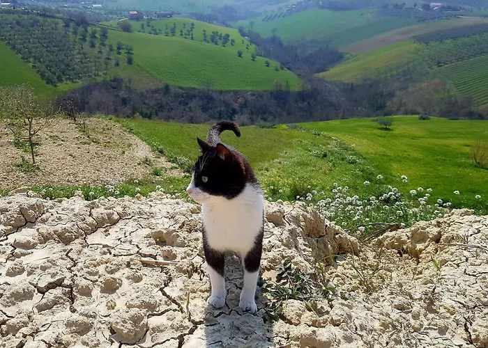 Chalet In Campagna בית נופש צ'יטה סנט'אנג'לו